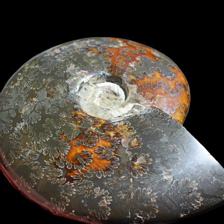 Ammonite from Madagascar 1326g Rocks and Things