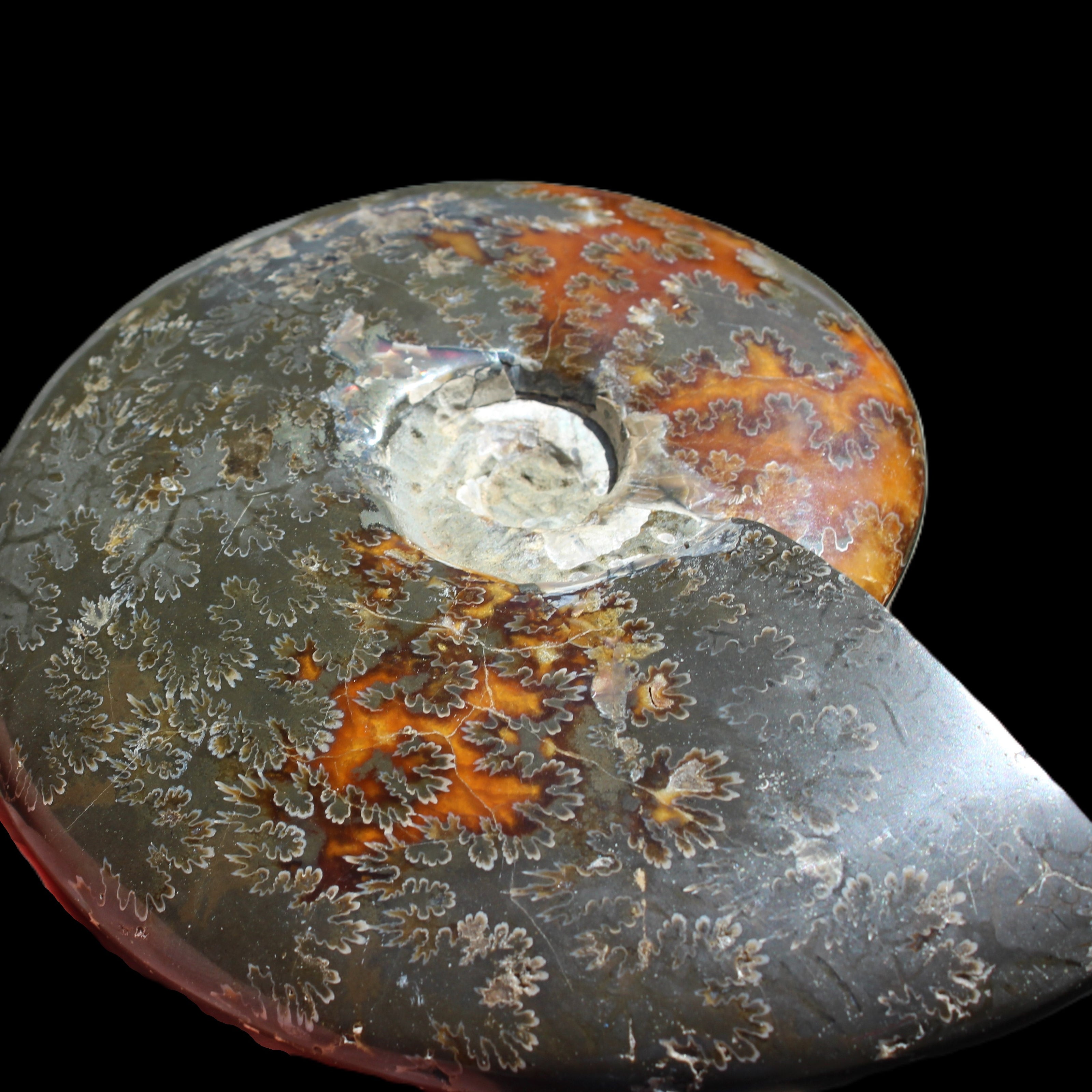 Ammonite from Madagascar 1326g Rocks and Things