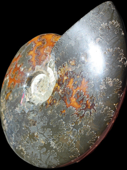 Ammonite from Madagascar 1326g Rocks and Things