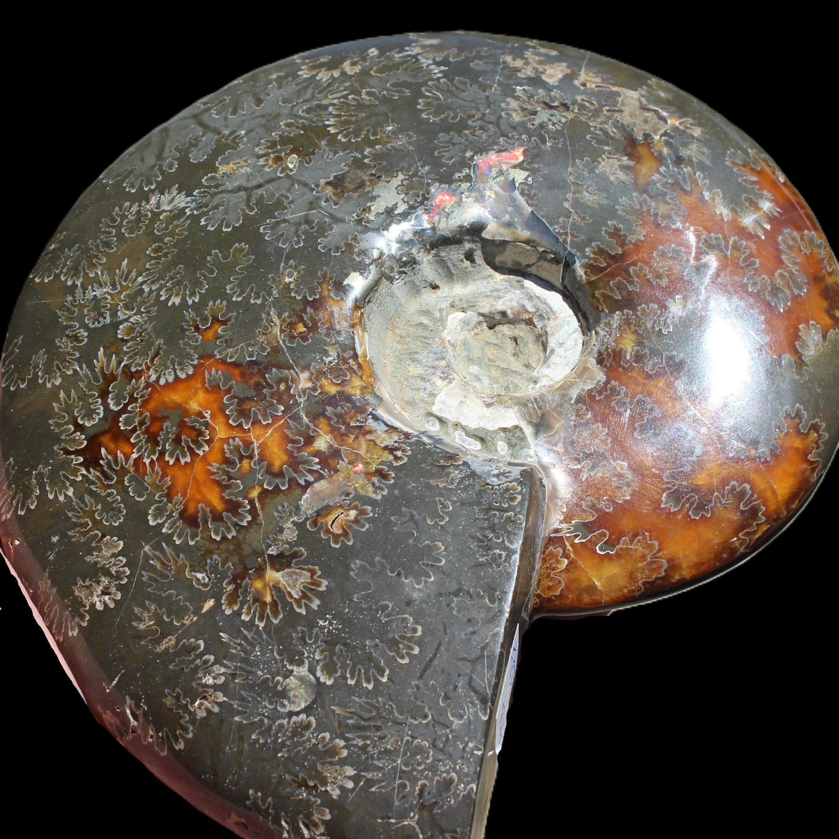Ammonite from Madagascar 1326g Rocks and Things