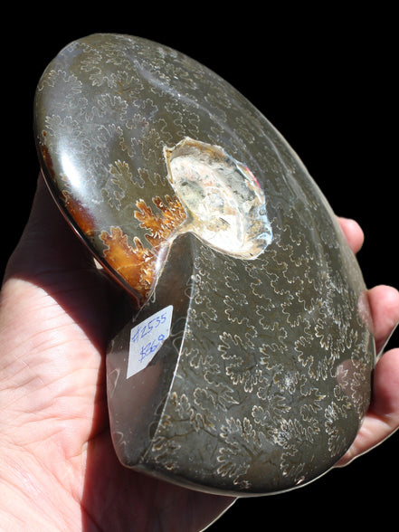 Ammonite from Madagascar 1326g Rocks and Things