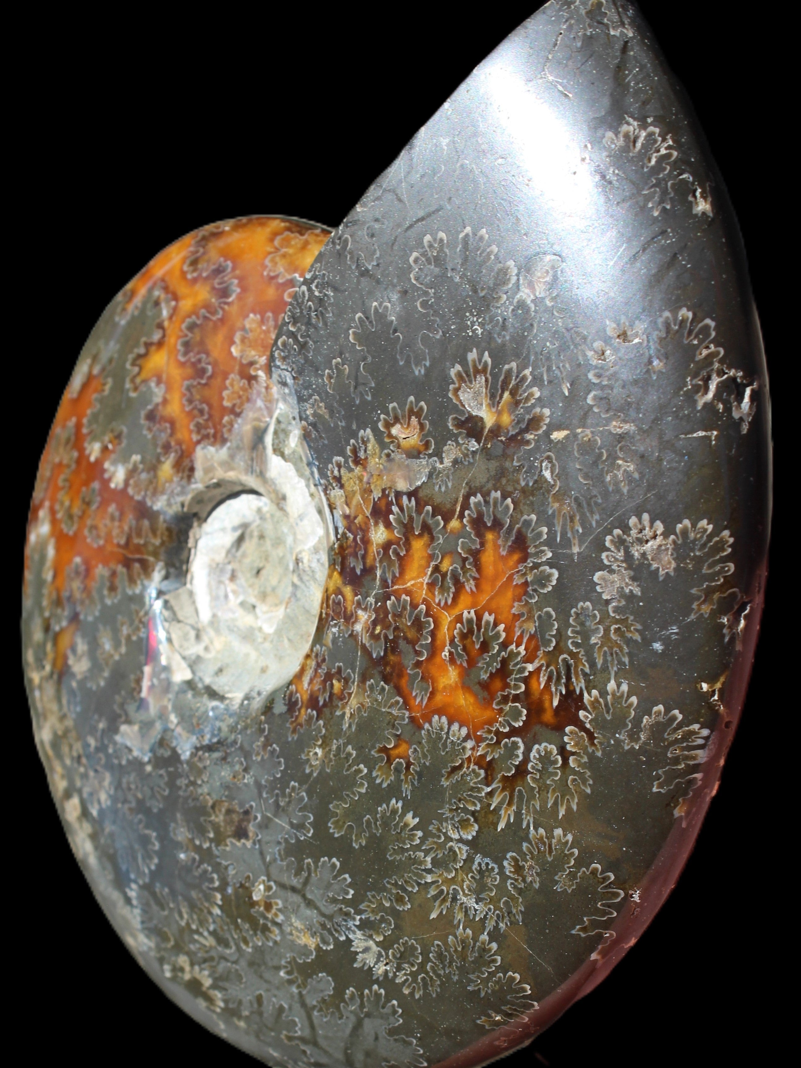 Ammonite from Madagascar 1326g Rocks and Things