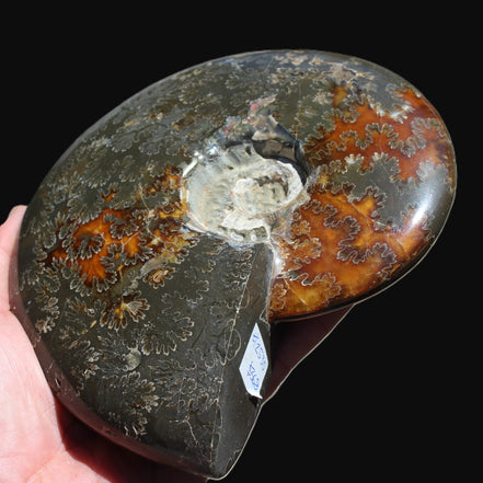 Ammonite from Madagascar 1326g Rocks and Things
