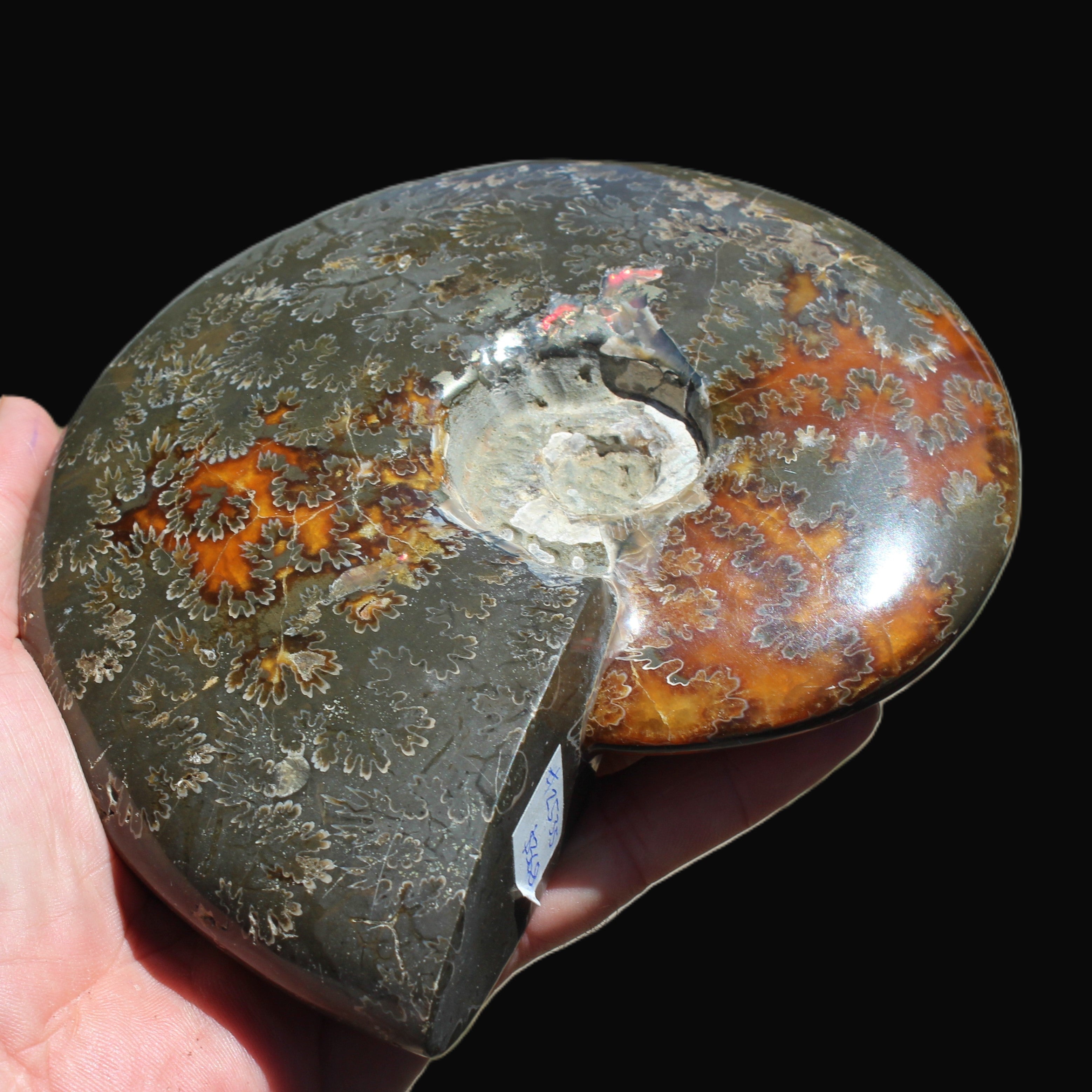 Ammonite from Madagascar 1326g Rocks and Things