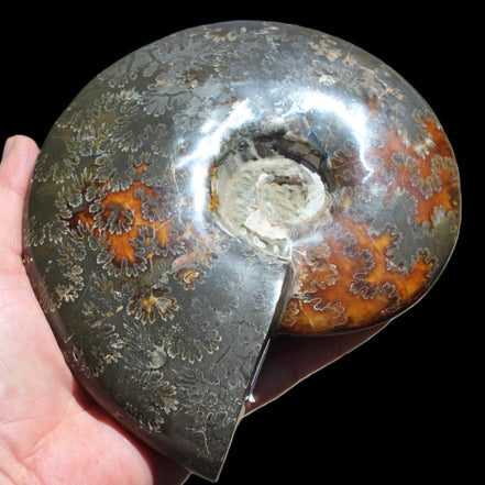 Ammonite from Madagascar 1326g Rocks and Things