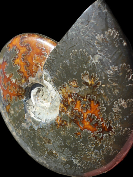 Ammonite from Madagascar 1326g Rocks and Things