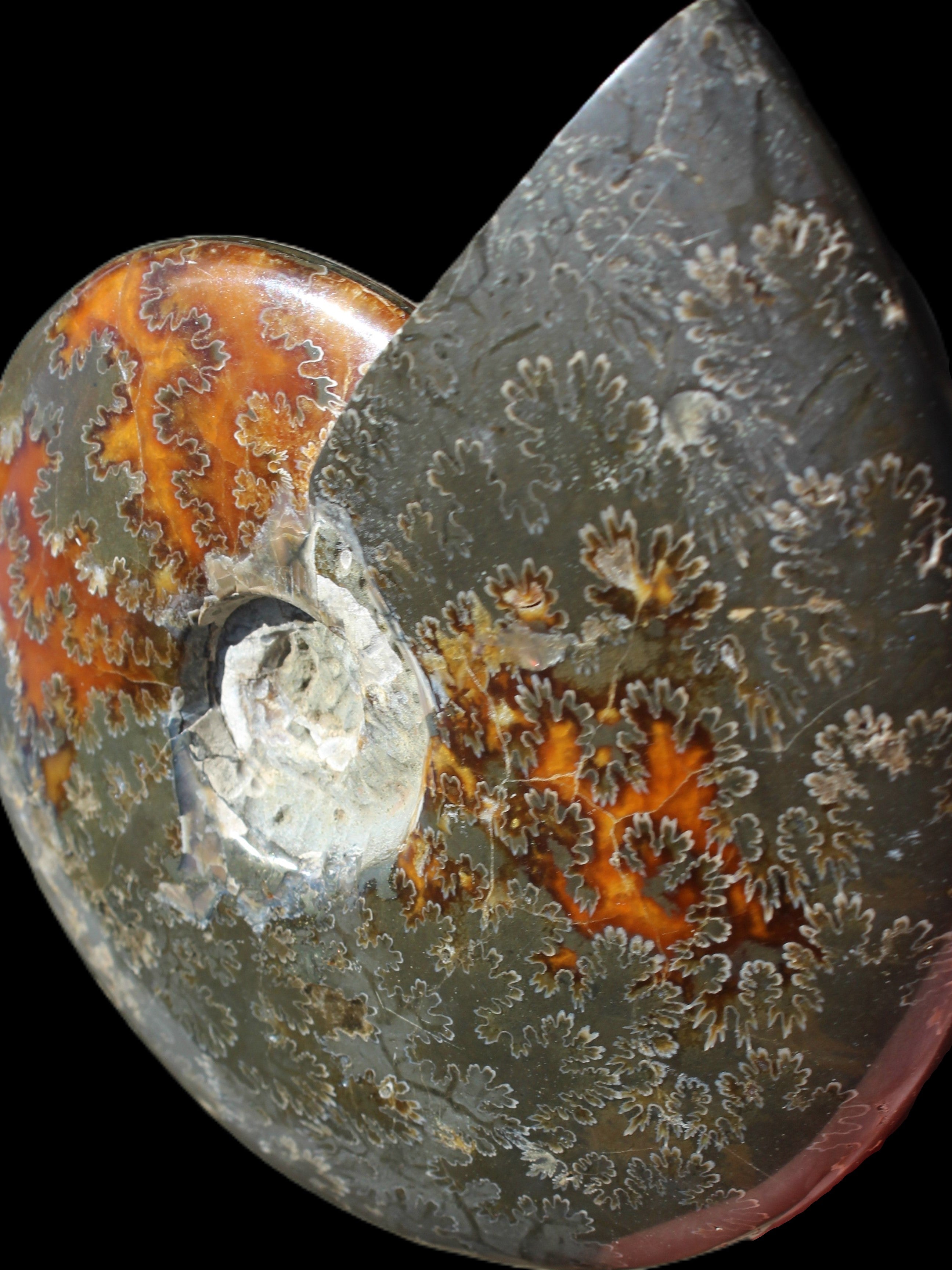 Ammonite from Madagascar 1326g Rocks and Things