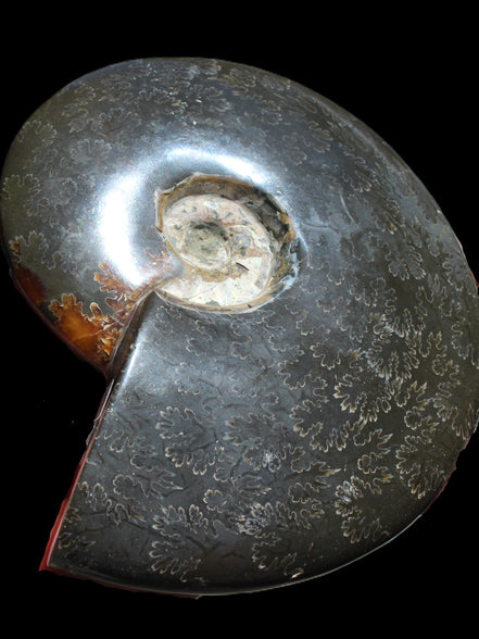Ammonite from Madagascar 1326g Rocks and Things
