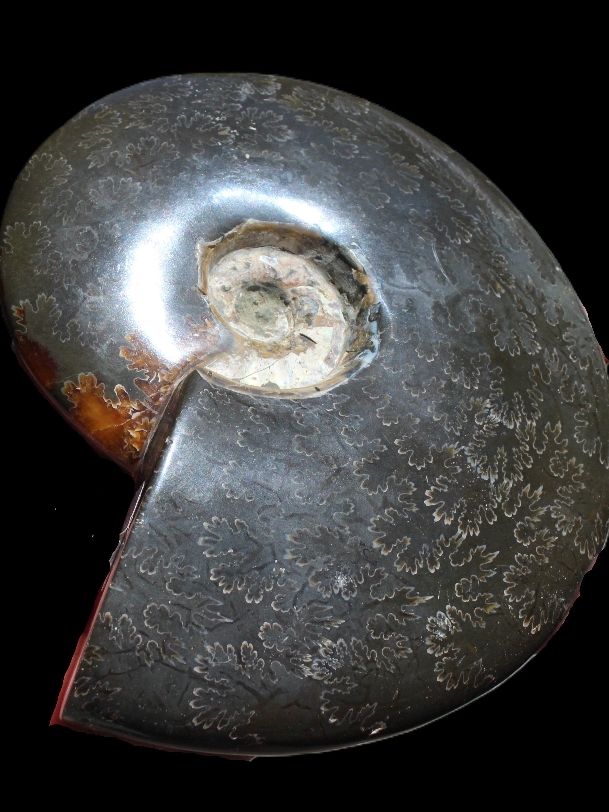 Ammonite from Madagascar 1326g Rocks and Things