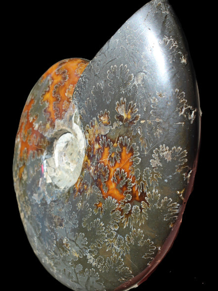 Ammonite from Madagascar 1326g Rocks and Things
