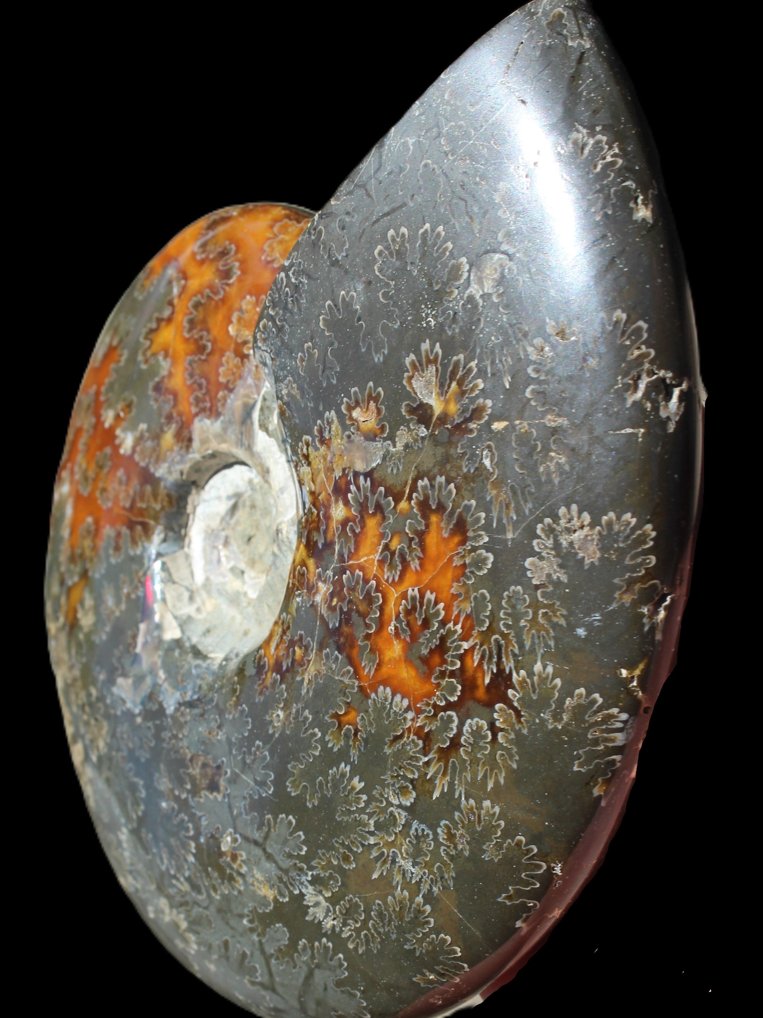 Ammonite from Madagascar 1326g Rocks and Things