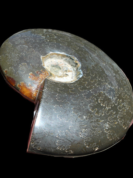 Ammonite from Madagascar 1326g Rocks and Things
