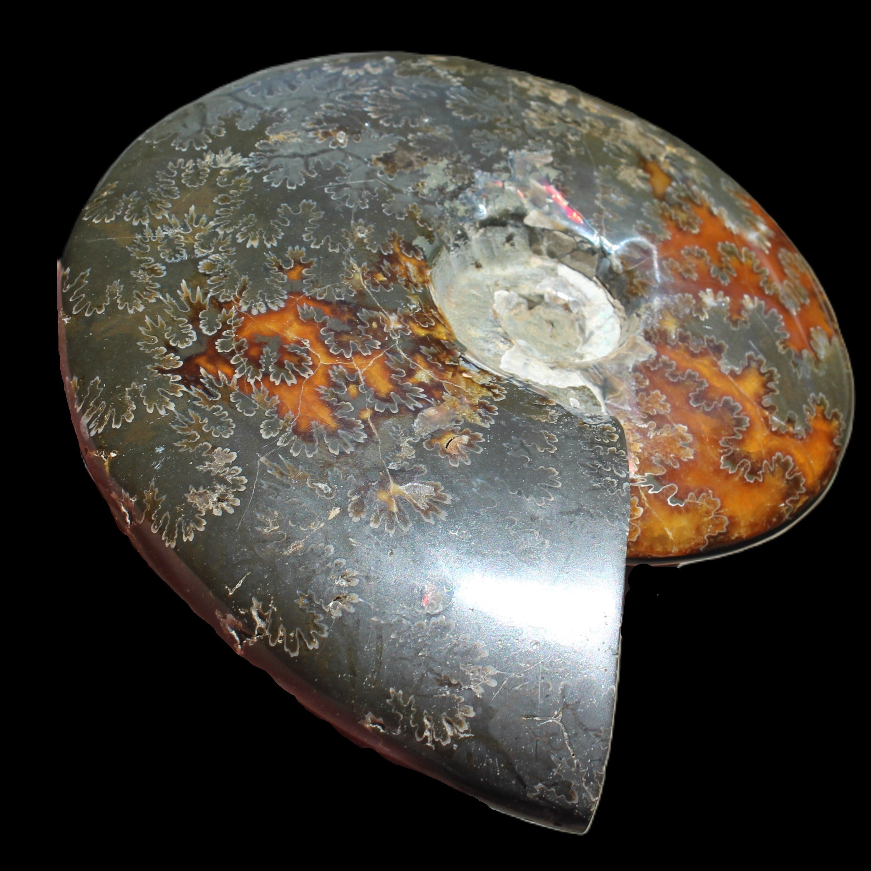 Ammonite from Madagascar 1326g Rocks and Things