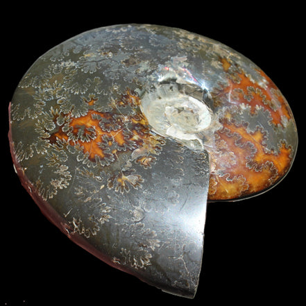 Ammonite from Madagascar 1326g Rocks and Things