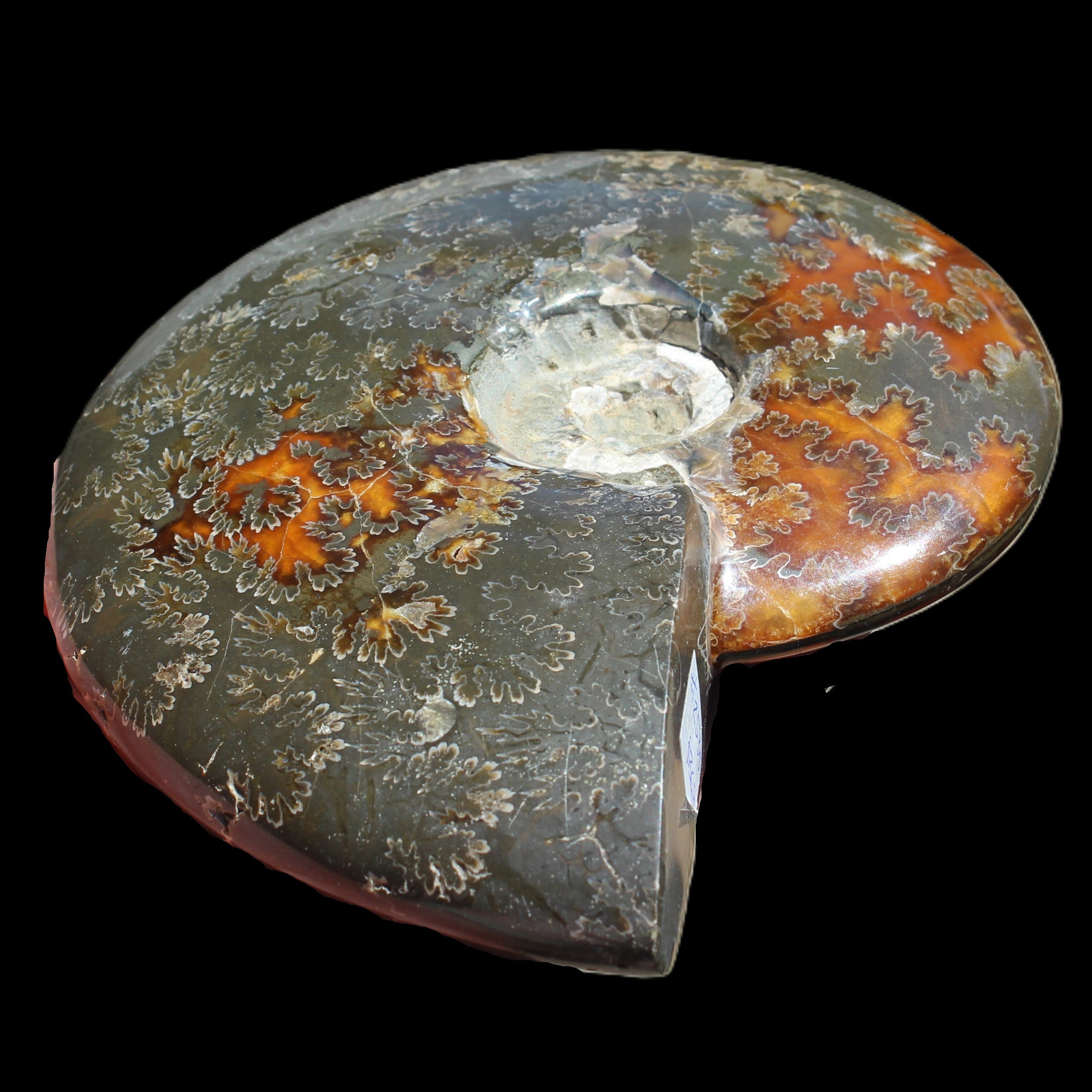 Ammonite from Madagascar 1326g Rocks and Things