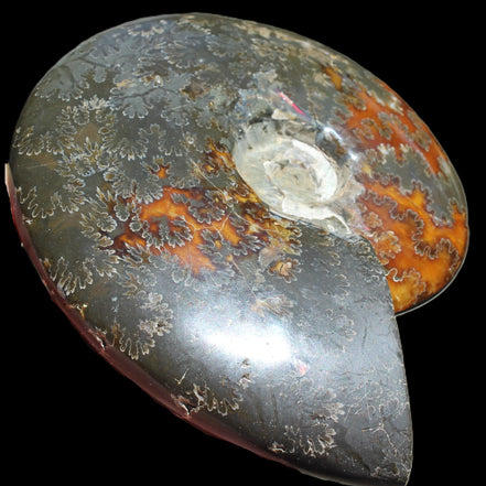 Ammonite from Madagascar 1326g Rocks and Things