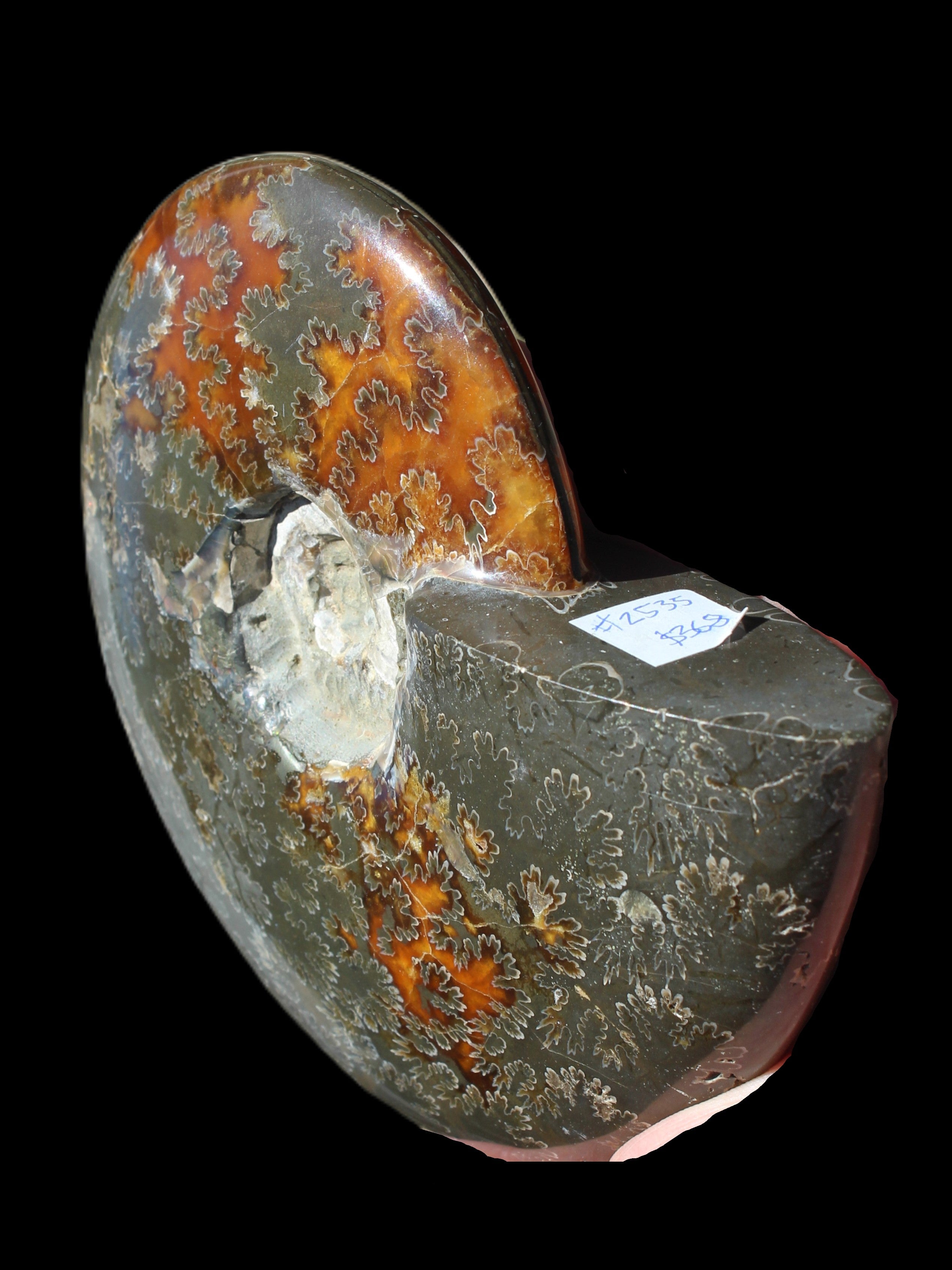 Ammonite from Madagascar 1326g Rocks and Things