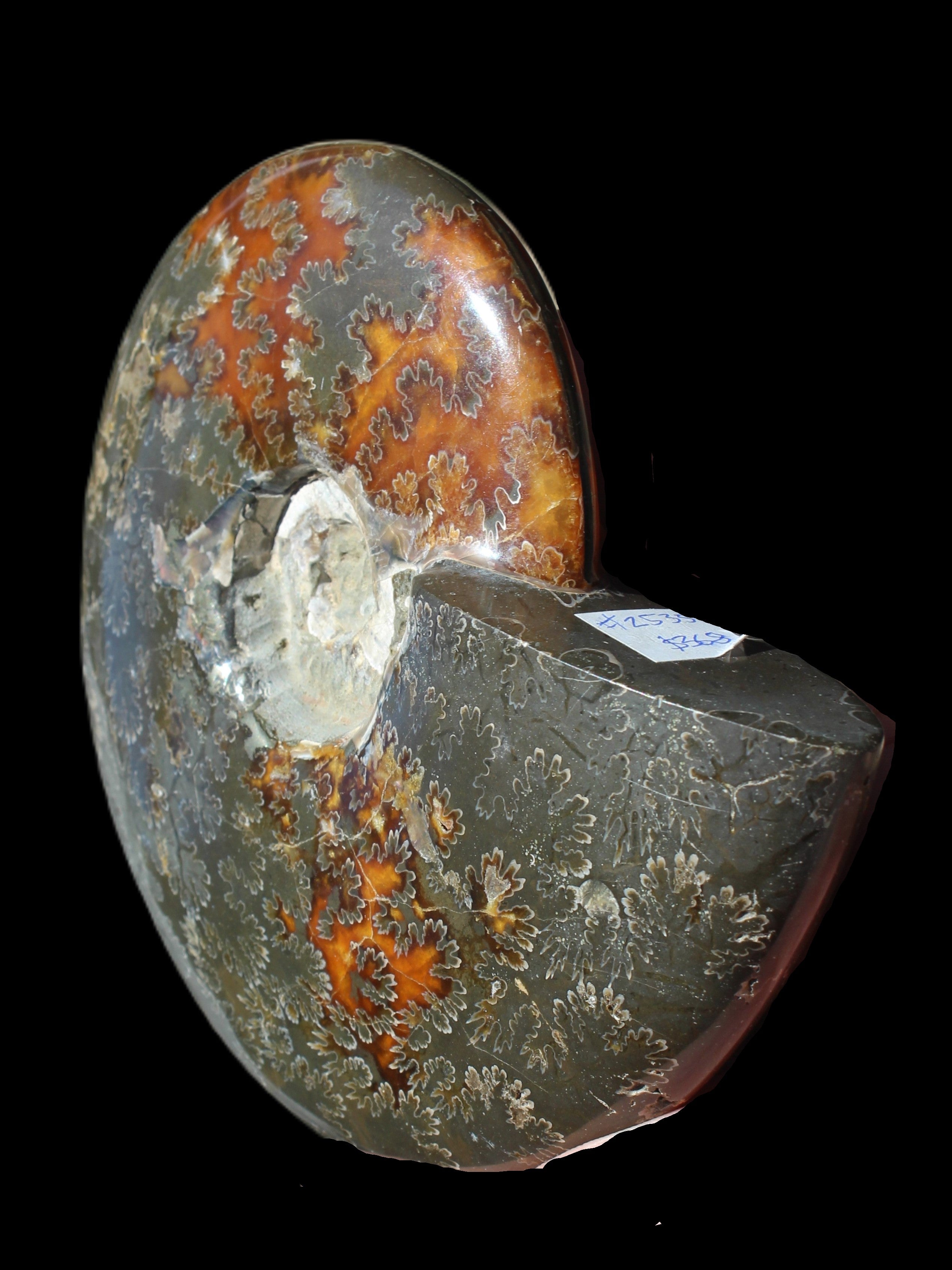 Ammonite from Madagascar 1326g Rocks and Things