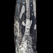 Orthoceras fossil tower 1279g Rocks and Things Store