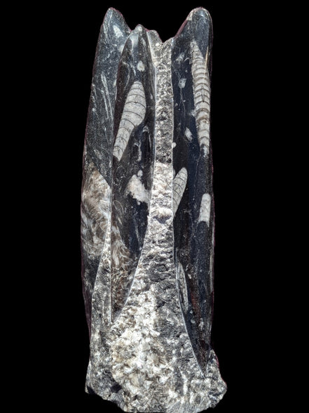 Orthoceras fossil tower 1279g Rocks and Things Store