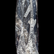 Orthoceras fossil tower 1279g Rocks and Things Store