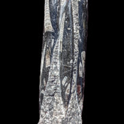 Orthoceras fossil tower 1279g Rocks and Things Store