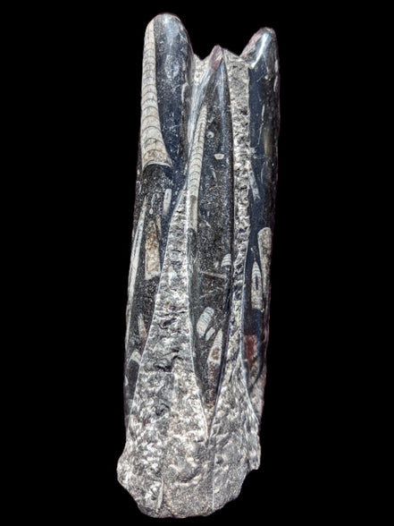Orthoceras fossil tower 1279g Rocks and Things Store