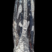 Orthoceras fossil tower 1279g Rocks and Things Store