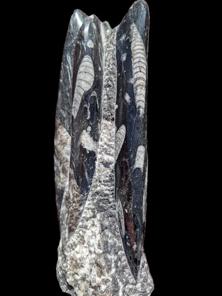 Orthoceras fossil tower 1279g Rocks and Things Store