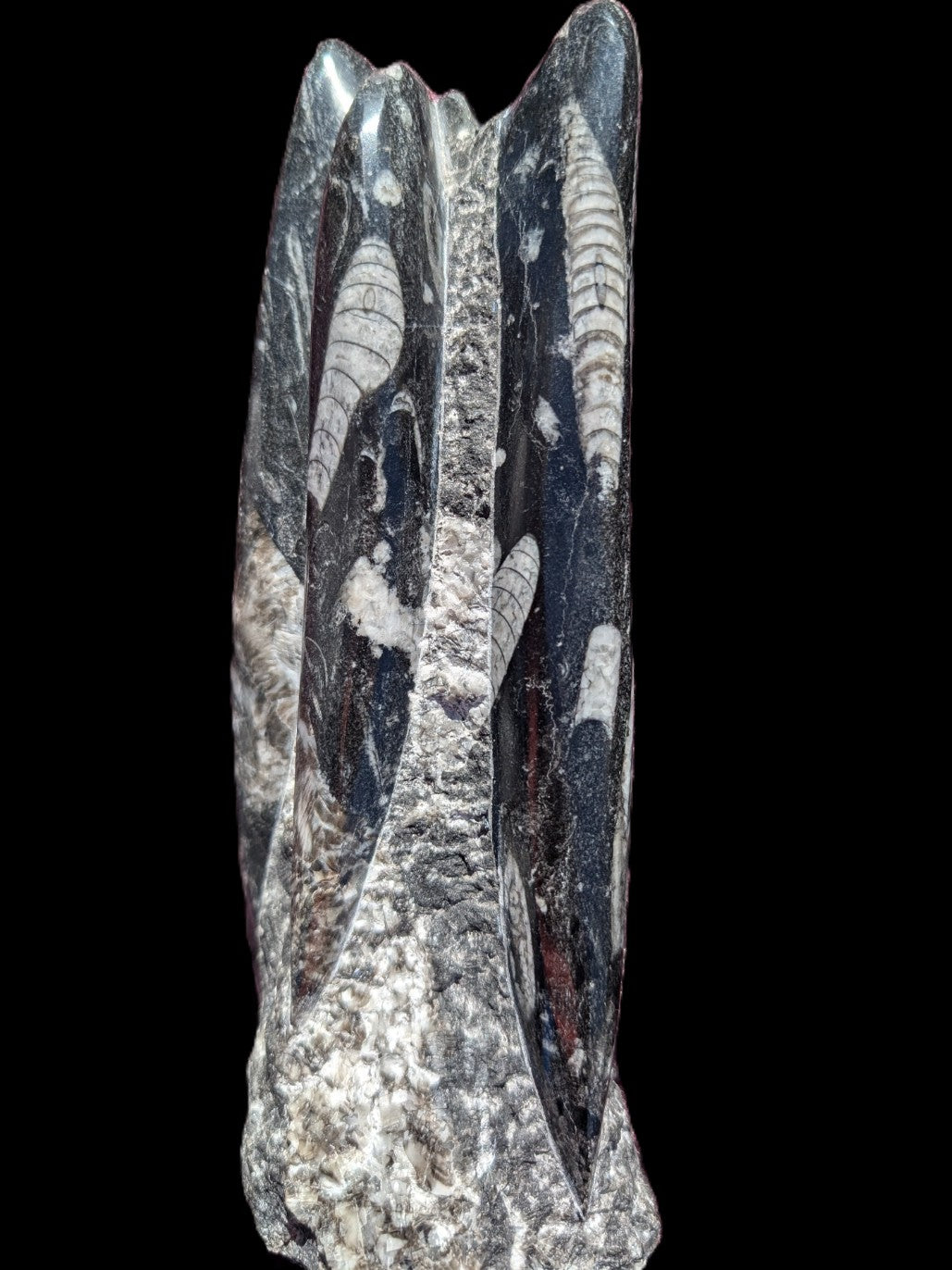 Orthoceras fossil tower 1279g Rocks and Things Store