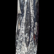 Orthoceras fossil tower 1279g Rocks and Things Store