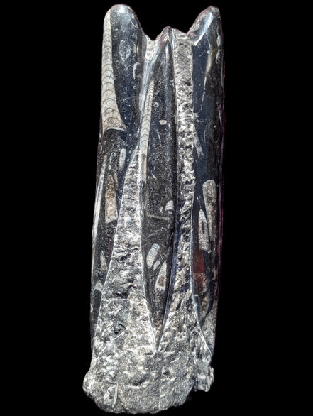 Orthoceras fossil tower 1279g Rocks and Things Store