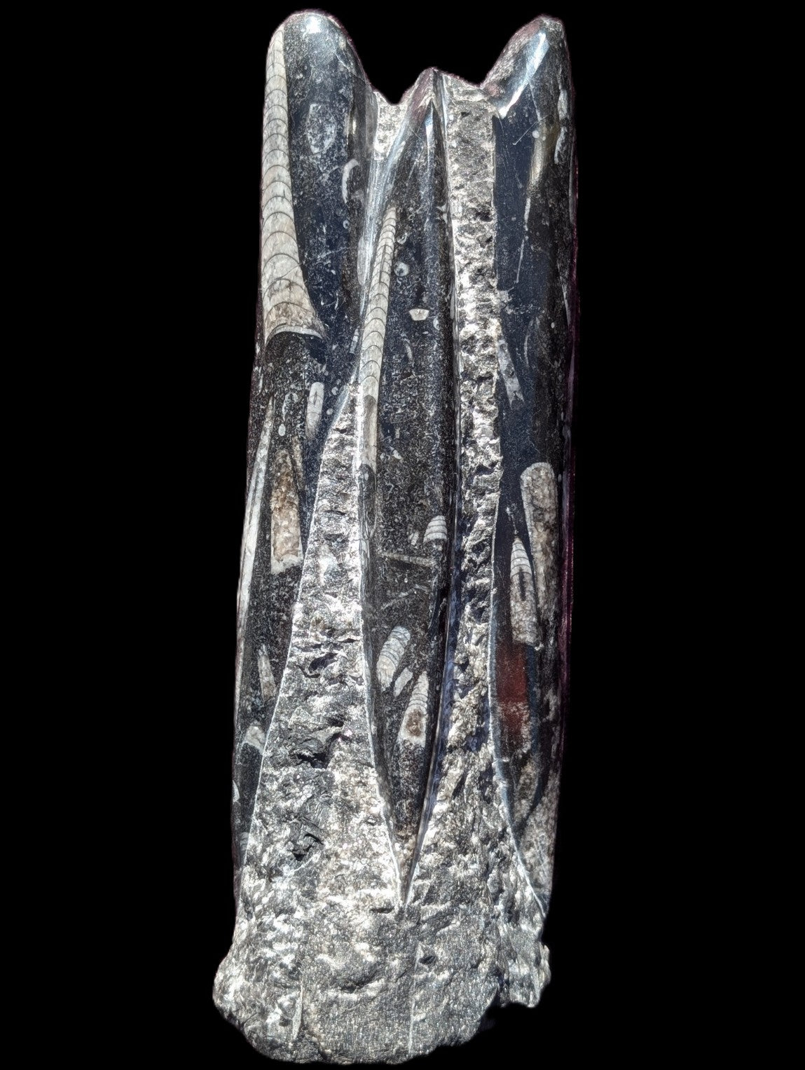Orthoceras fossil tower 1279g Rocks and Things Store