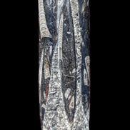 Orthoceras fossil tower 1279g Rocks and Things Store