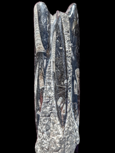 Orthoceras fossil tower 1279g Rocks and Things Store