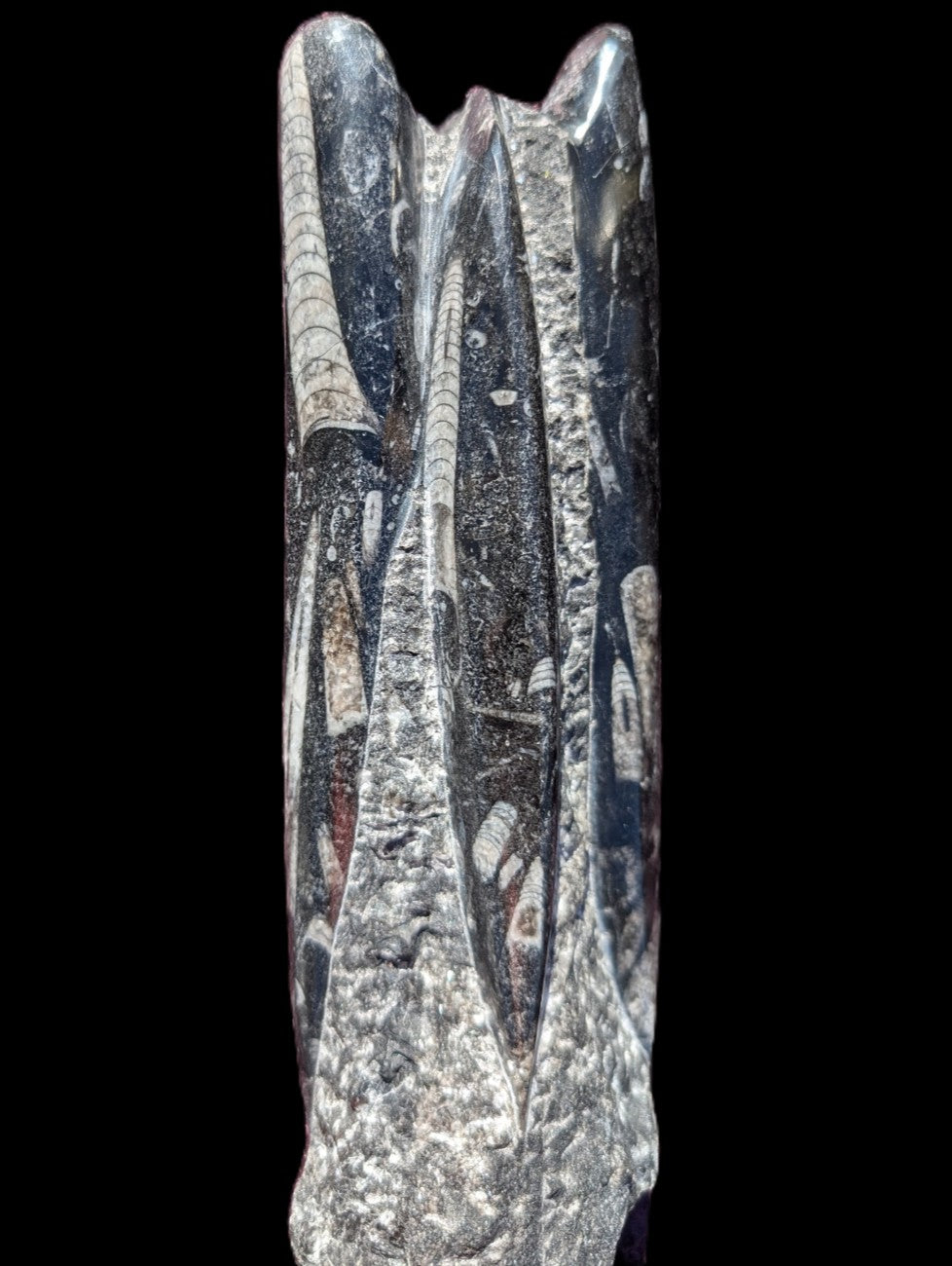 Orthoceras fossil tower 1279g Rocks and Things Store