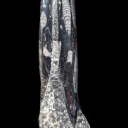 Orthoceras fossil tower 1279g Rocks and Things Store
