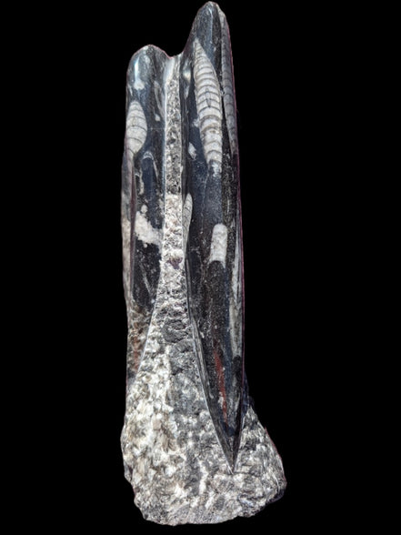 Orthoceras fossil tower 1279g Rocks and Things Store