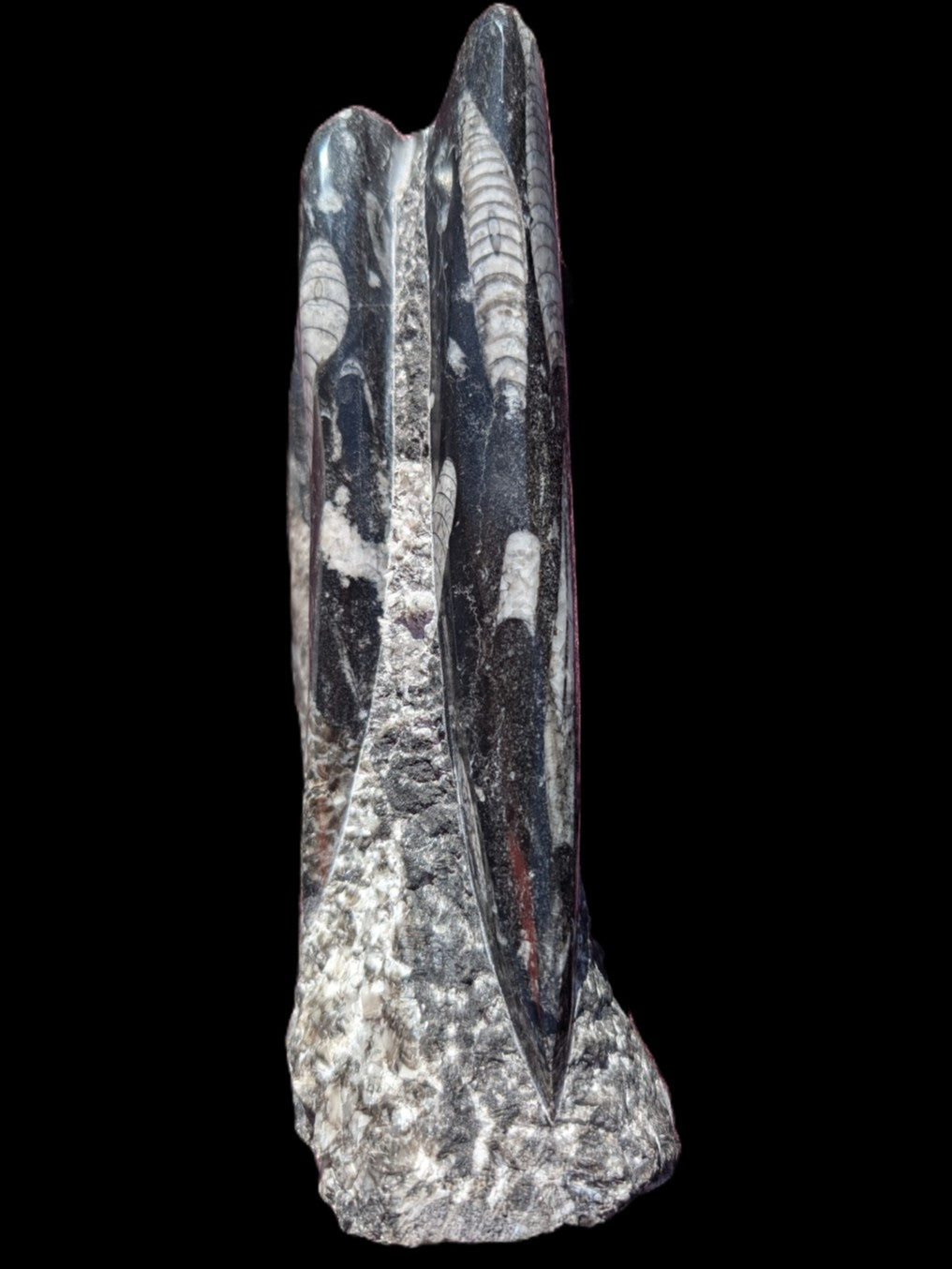 Orthoceras fossil tower 1279g Rocks and Things Store