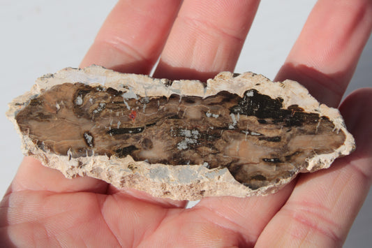 Petrified Wood slice from Madagascar 60g Rocks and Things