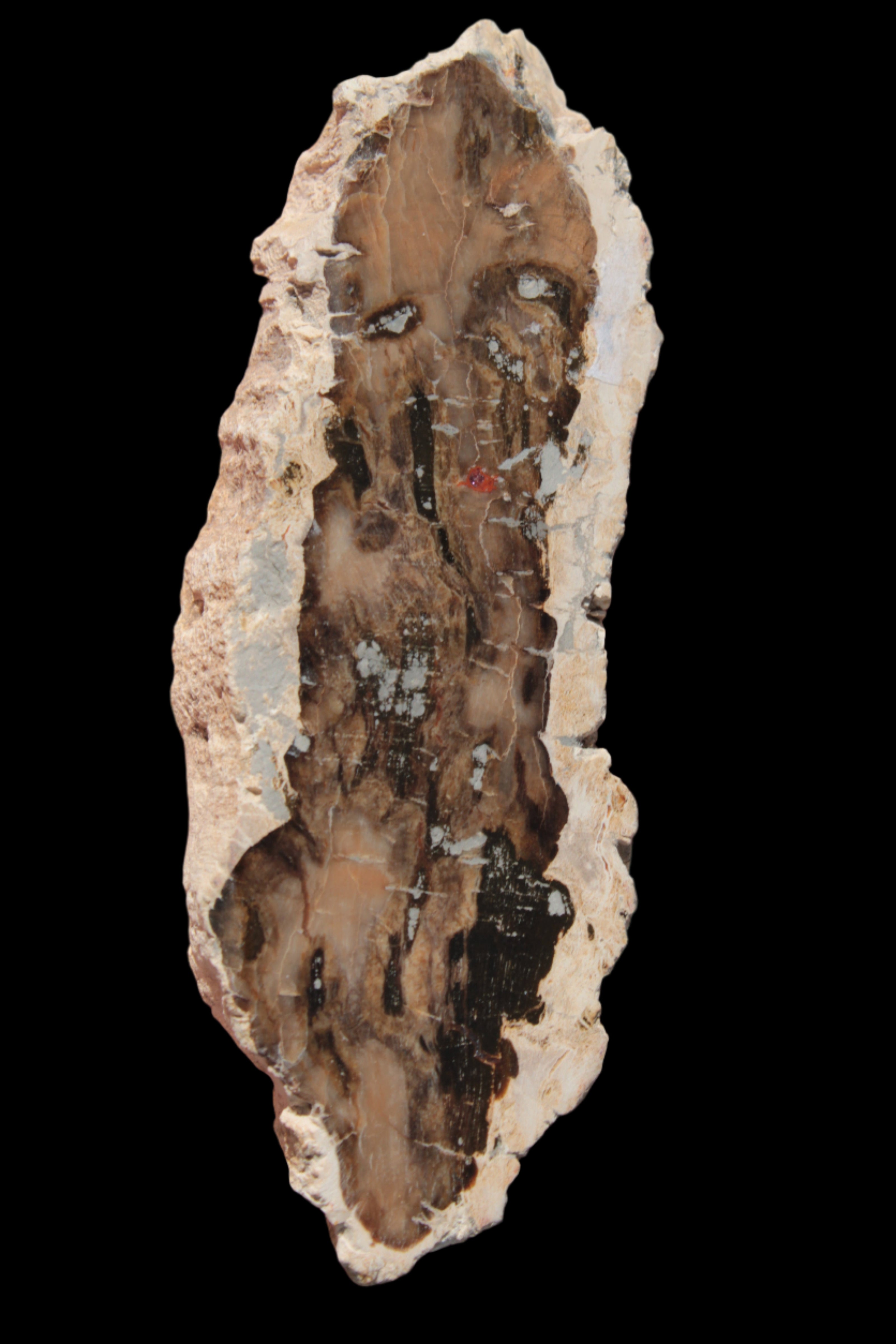 Petrified Wood slice from Madagascar 60g - Rocks and Things Store
