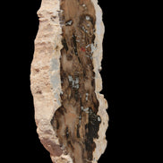 Petrified Wood slice from Madagascar 60g - Rocks and Things Store