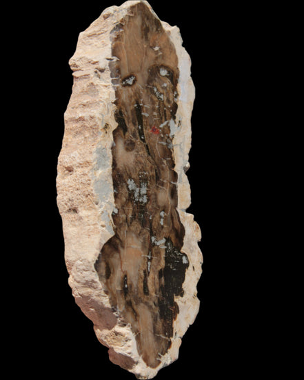Petrified Wood slice from Madagascar 60g - Rocks and Things Store