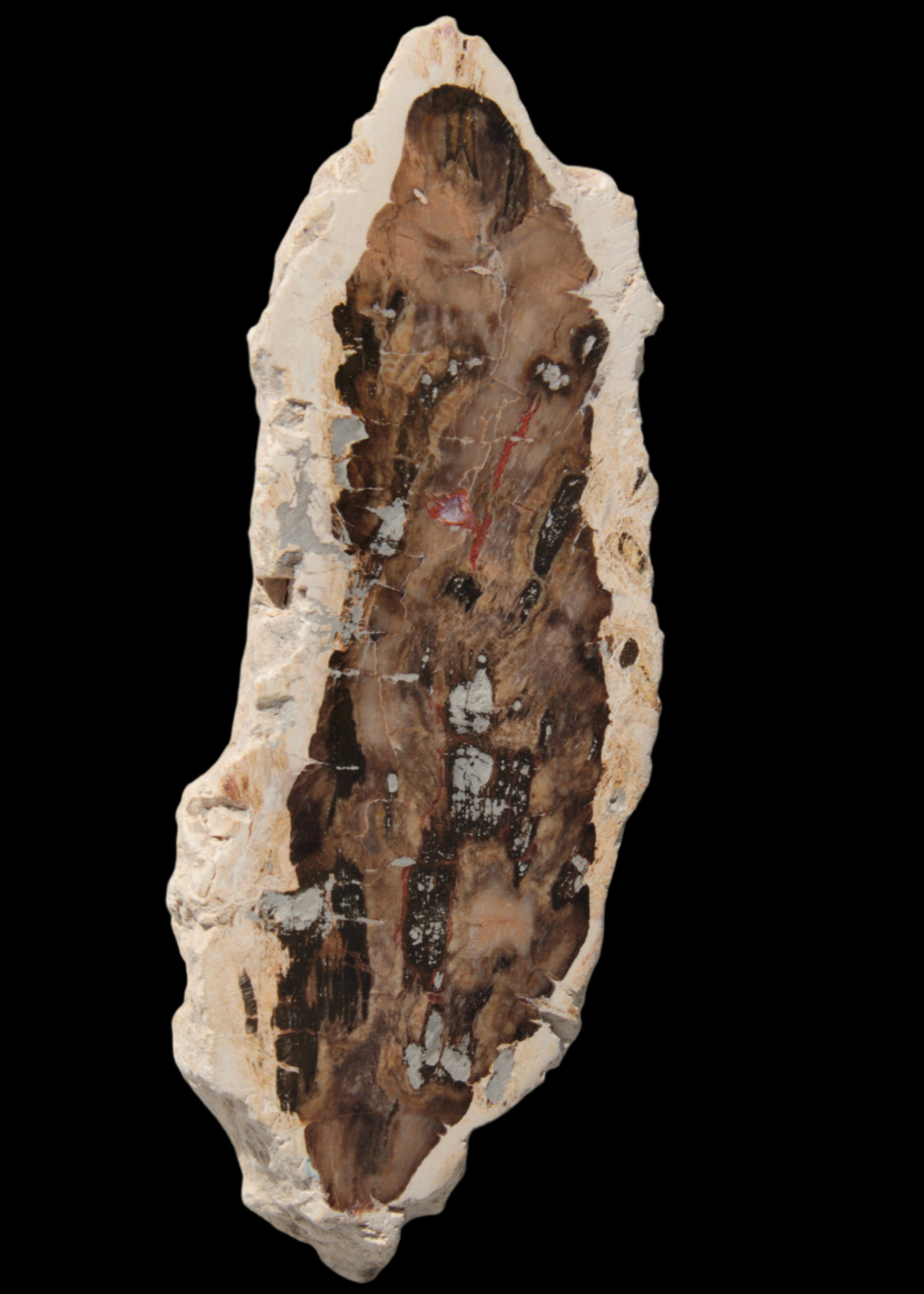 Petrified Wood slice from Madagascar 60g - Rocks and Things Store