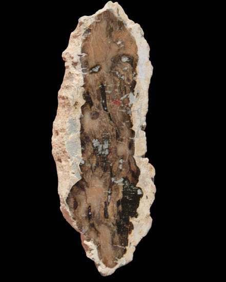 Petrified Wood slice from Madagascar 60g - Rocks and Things Store