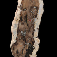 Petrified Wood slice from Madagascar 60g - Rocks and Things Store