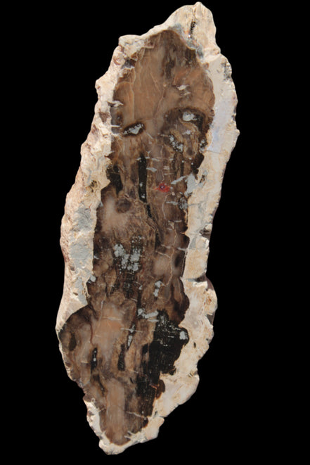 Petrified Wood slice from Madagascar 60g - Rocks and Things Store