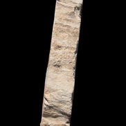 Petrified Wood slice from Madagascar 60g - Rocks and Things Store