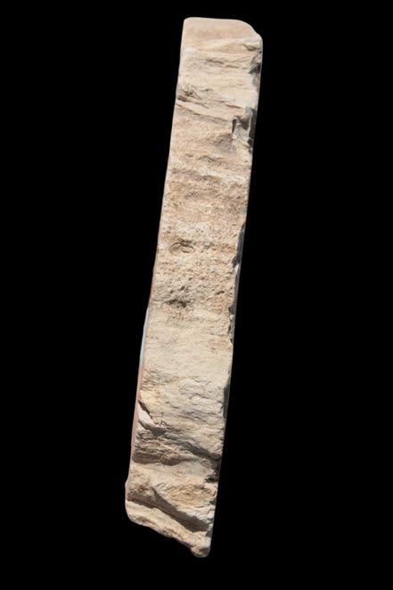 Petrified Wood slice from Madagascar 60g - Rocks and Things Store