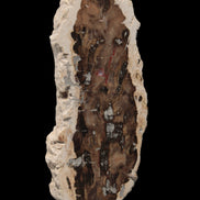 Petrified Wood slice from Madagascar 60g - Rocks and Things Store